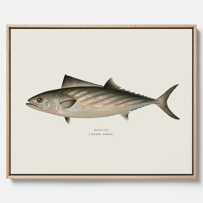 Kökstavla med Ryggstrimmig pelamid poster – Canvas med fisk, fiskposter, fisktavla, köksposter, tavla till kök, poster till kök