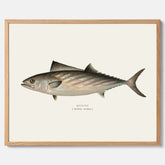 Kökstavla med Ryggstrimmig pelamid poster – Plansch med fisk, fiskposter, fisktavla, köksposter, tavla till kök, poster till kök