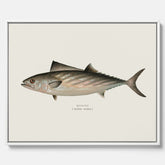 Kökstavla med Ryggstrimmig pelamid poster – Canvas med fisk, fiskposter, fisktavla, köksposter, tavla till kök, poster till kök