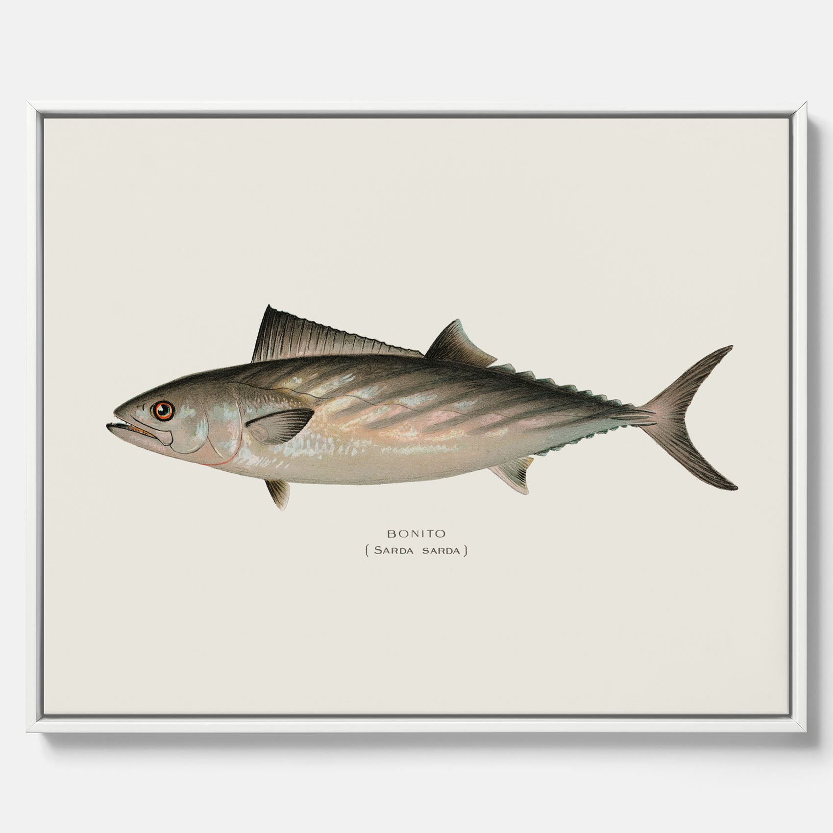 Kökstavla med Ryggstrimmig pelamid poster – Canvas med fisk, fiskposter, fisktavla, köksposter, tavla till kök, poster till kök