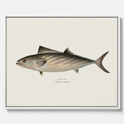 Kökstavla med Ryggstrimmig pelamid poster – Canvas med fisk, fiskposter, fisktavla, köksposter, tavla till kök, poster till kök