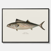 Kökstavla med Ryggstrimmig pelamid poster – Canvas med fisk, fiskposter, fisktavla, köksposter, tavla till kök, poster till kök