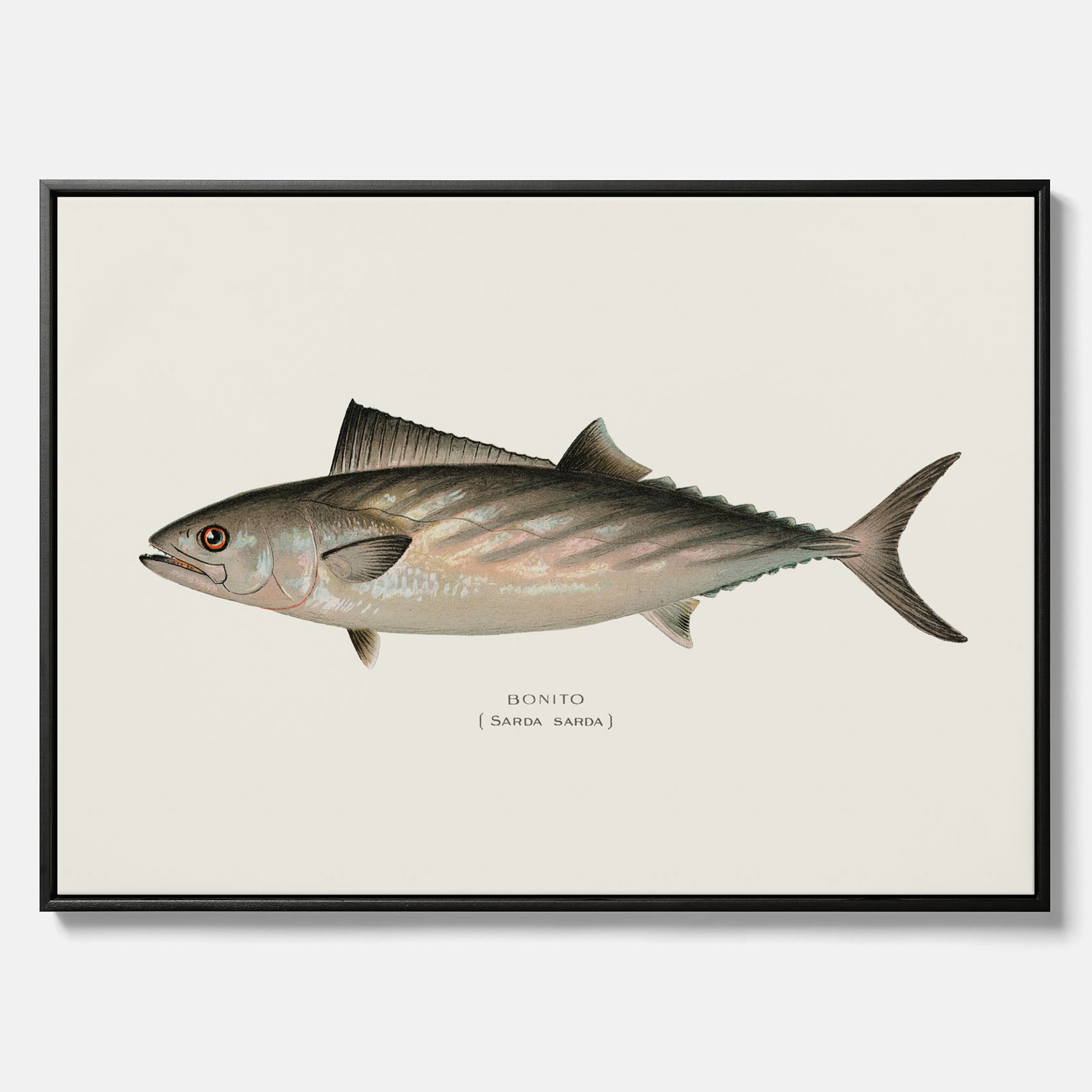 Kökstavla med Ryggstrimmig pelamid poster – Canvas med fisk, fiskposter, fisktavla, köksposter, tavla till kök, poster till kök