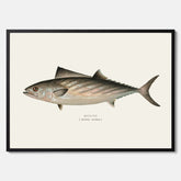 Kökstavla med Ryggstrimmig pelamid poster – Plansch med fisk, fiskposter, fisktavla, köksposter, tavla till kök, poster till kök