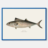Kökstavla med Ryggstrimmig pelamid poster – Plansch med fisk, fiskposter, fisktavla, köksposter, tavla till kök, poster till kök