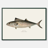 Kökstavla med Ryggstrimmig pelamid poster – Plansch med fisk, fiskposter, fisktavla, köksposter, tavla till kök, poster till kök
