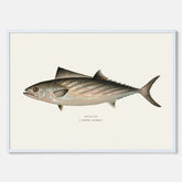 Kökstavla med Ryggstrimmig pelamid poster – Plansch med fisk, fiskposter, fisktavla, köksposter, tavla till kök, poster till kök