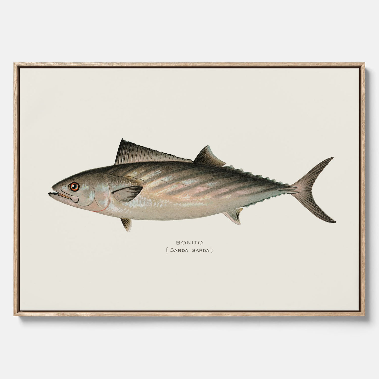 Kökstavla med Ryggstrimmig pelamid poster – Canvas med fisk, fiskposter, fisktavla, köksposter, tavla till kök, poster till kök