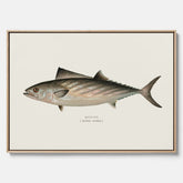 Kökstavla med Ryggstrimmig pelamid poster – Canvas med fisk, fiskposter, fisktavla, köksposter, tavla till kök, poster till kök