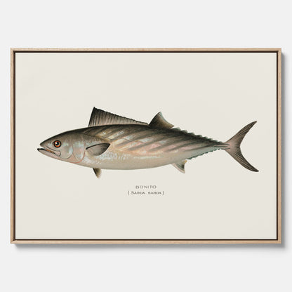 Kökstavla med Ryggstrimmig pelamid poster – Canvas med fisk, fiskposter, fisktavla, köksposter, tavla till kök, poster till kök