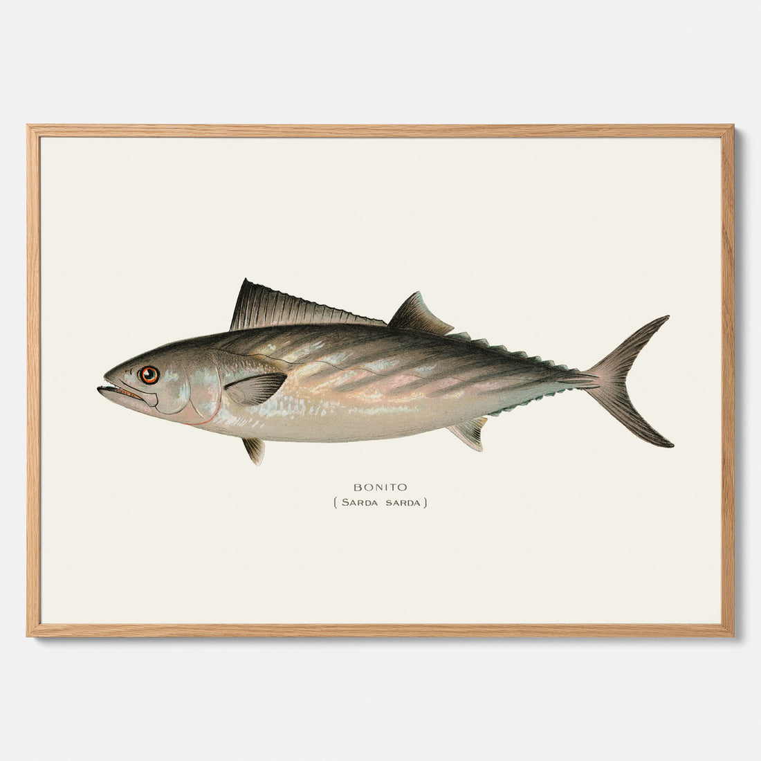 Kökstavla med Ryggstrimmig pelamid poster – Plansch med fisk, fiskposter, fisktavla, köksposter, tavla till kök, poster till kök