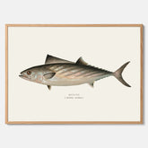 Kökstavla med Ryggstrimmig pelamid poster – Plansch med fisk, fiskposter, fisktavla, köksposter, tavla till kök, poster till kök