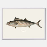 Kökstavla med Ryggstrimmig pelamid poster – Plansch med fisk, fiskposter, fisktavla, köksposter, tavla till kök, poster till kök