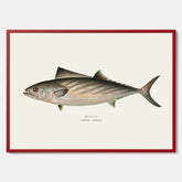 Kökstavla med Ryggstrimmig pelamid poster – Plansch med fisk, fiskposter, fisktavla, köksposter, tavla till kök, poster till kök