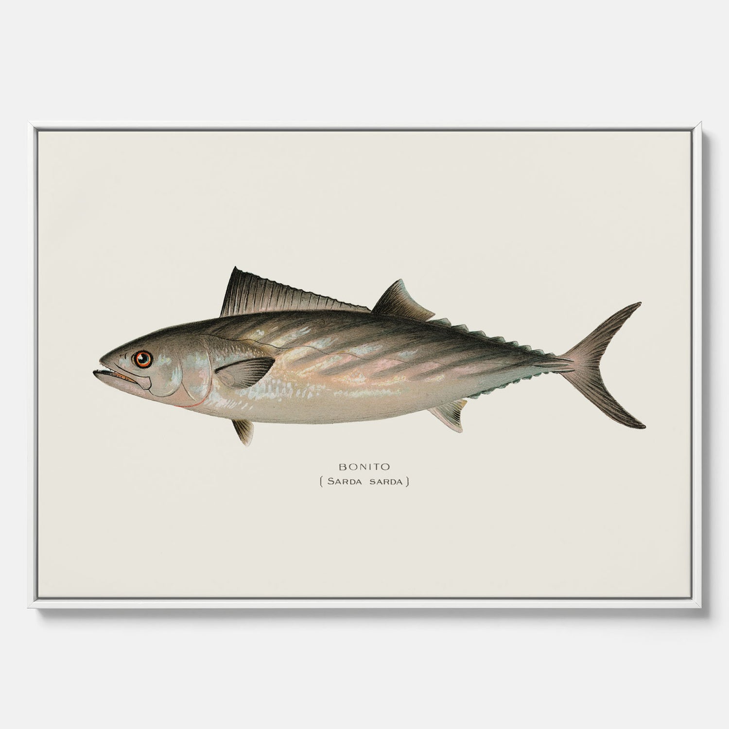 Kökstavla med Ryggstrimmig pelamid poster – Canvas med fisk, fiskposter, fisktavla, köksposter, tavla till kök, poster till kök
