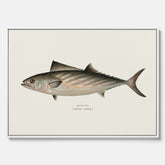 Kökstavla med Ryggstrimmig pelamid poster – Canvas med fisk, fiskposter, fisktavla, köksposter, tavla till kök, poster till kök
