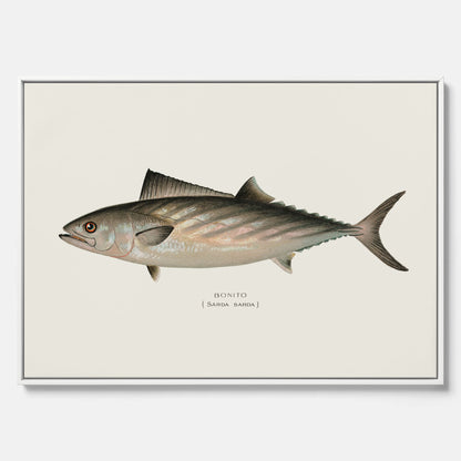 Kökstavla med Ryggstrimmig pelamid poster – Canvas med fisk, fiskposter, fisktavla, köksposter, tavla till kök, poster till kök