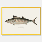 Kökstavla med Ryggstrimmig pelamid poster – Plansch med fisk, fiskposter, fisktavla, köksposter, tavla till kök, poster till kök