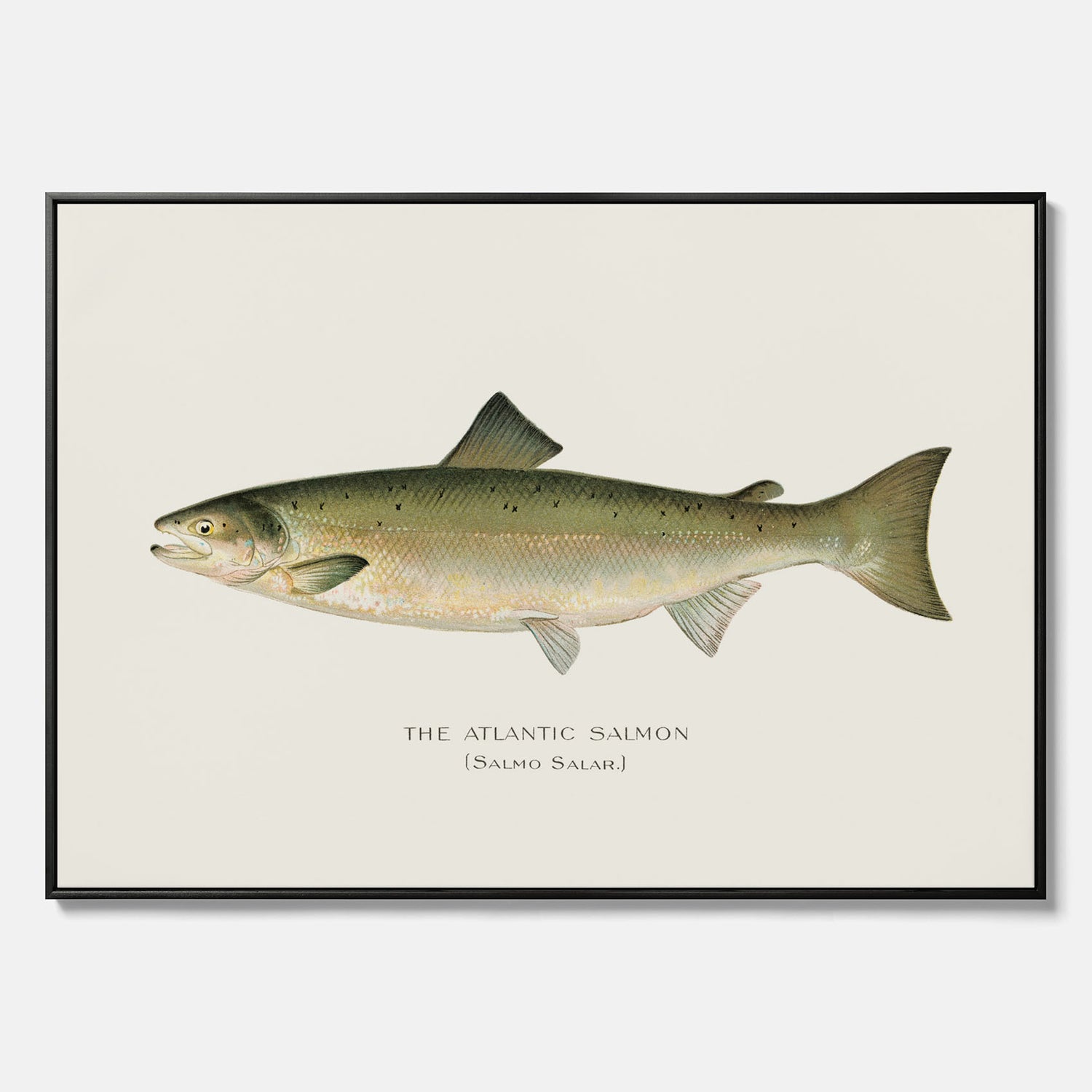 Kökstavla med Atlantlax canvas – Plansch med fisk, fiskposter, tavla med fisk, poster till kök, köksposter, tavla till kök
