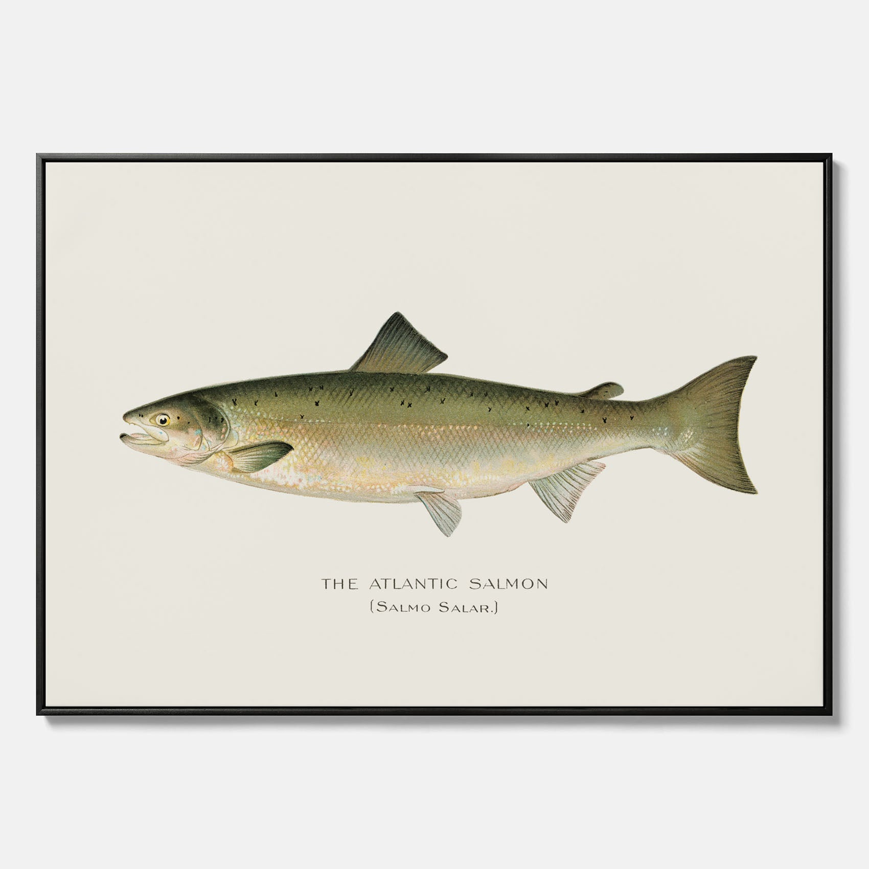 Kökstavla med Atlantlax canvas – Plansch med fisk, fiskposter, tavla med fisk, poster till kök, köksposter, tavla till kök