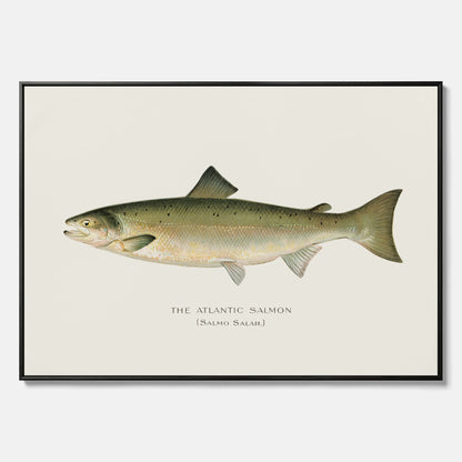 Kökstavla med Atlantlax canvas – Plansch med fisk, fiskposter, tavla med fisk, poster till kök, köksposter, tavla till kök