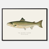 Kökstavla med Atlantlax poster – Plansch med fisk, fiskposter, tavla med fisk, poster till kök, köksposter, tavla till kök