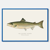 Kökstavla med Atlantlax poster – Plansch med fisk, fiskposter, tavla med fisk, poster till kök, köksposter, tavla till kök