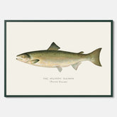 Kökstavla med Atlantlax poster – Plansch med fisk, fiskposter, tavla med fisk, poster till kök, köksposter, tavla till kök