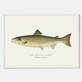 Kökstavla med Atlantlax poster – Plansch med fisk, fiskposter, tavla med fisk, poster till kök, köksposter, tavla till kök