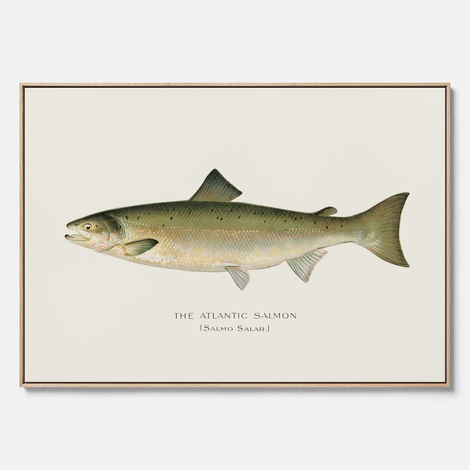 Kökstavla med Atlantlax canvas – Plansch med fisk, fiskposter, tavla med fisk, poster till kök, köksposter, tavla till kök