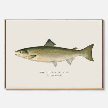 Kökstavla med Atlantlax canvas – Plansch med fisk, fiskposter, tavla med fisk, poster till kök, köksposter, tavla till kök