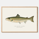 Kökstavla med Atlantlax poster – Plansch med fisk, fiskposter, tavla med fisk, poster till kök, köksposter, tavla till kök