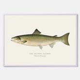 Kökstavla med Atlantlax poster – Plansch med fisk, fiskposter, tavla med fisk, poster till kök, köksposter, tavla till kök