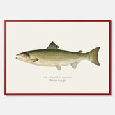 Kökstavla med Atlantlax poster – Plansch med fisk, fiskposter, tavla med fisk, poster till kök, köksposter, tavla till kök