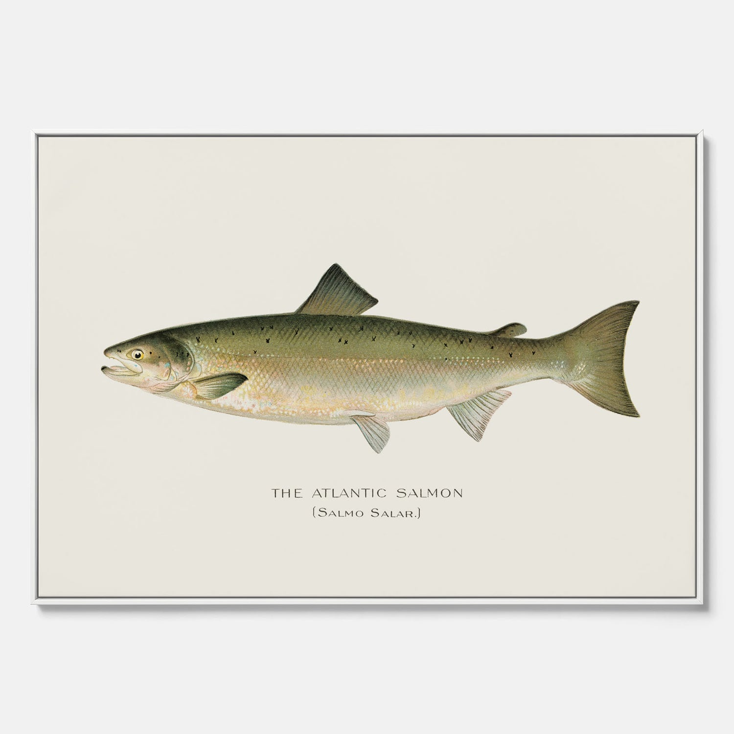 Kökstavla med Atlantlax canvas – Plansch med fisk, fiskposter, tavla med fisk, poster till kök, köksposter, tavla till kök