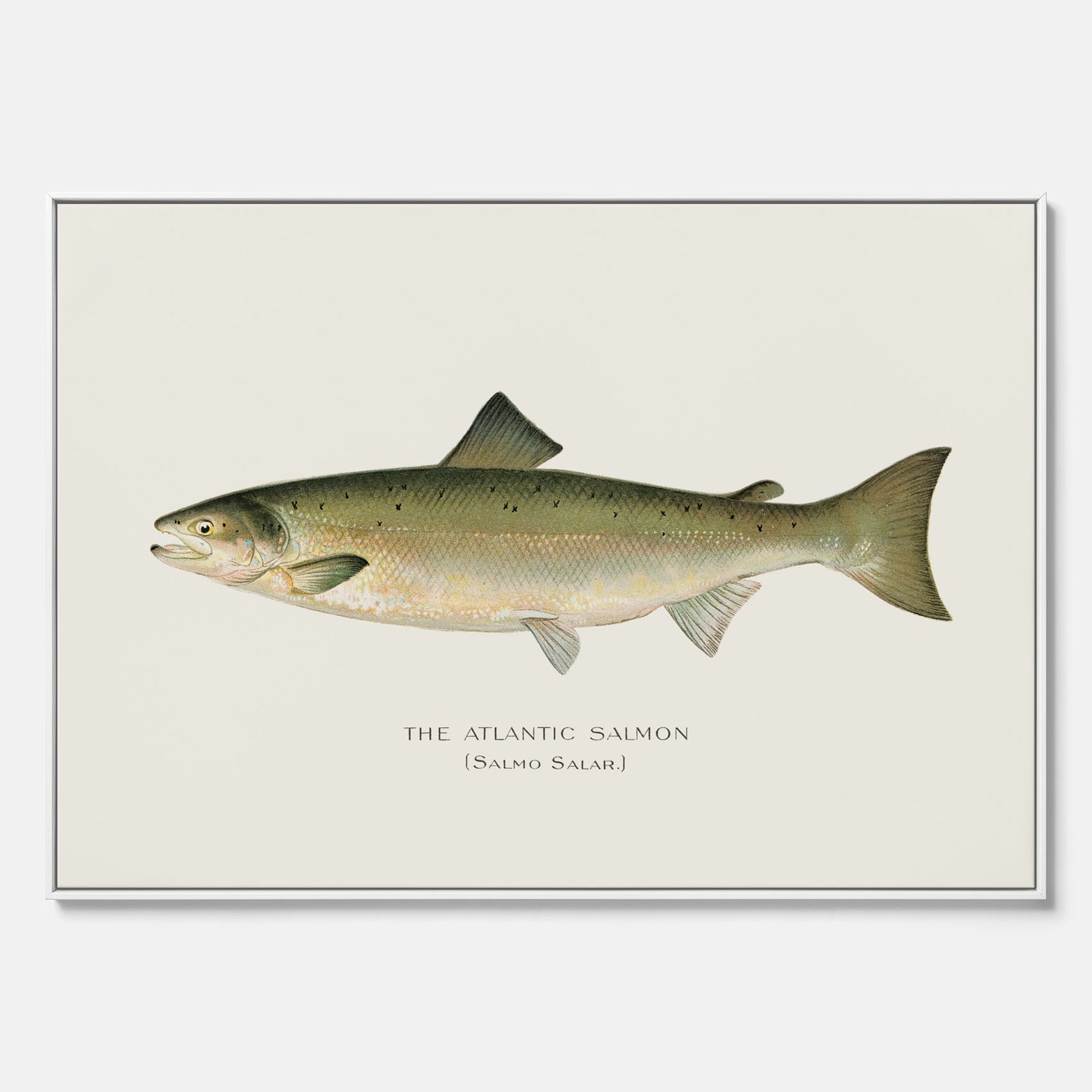 Kökstavla med Atlantlax canvas – Plansch med fisk, fiskposter, tavla med fisk, poster till kök, köksposter, tavla till kök