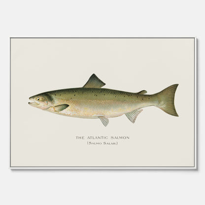Kökstavla med Atlantlax canvas – Plansch med fisk, fiskposter, tavla med fisk, poster till kök, köksposter, tavla till kök