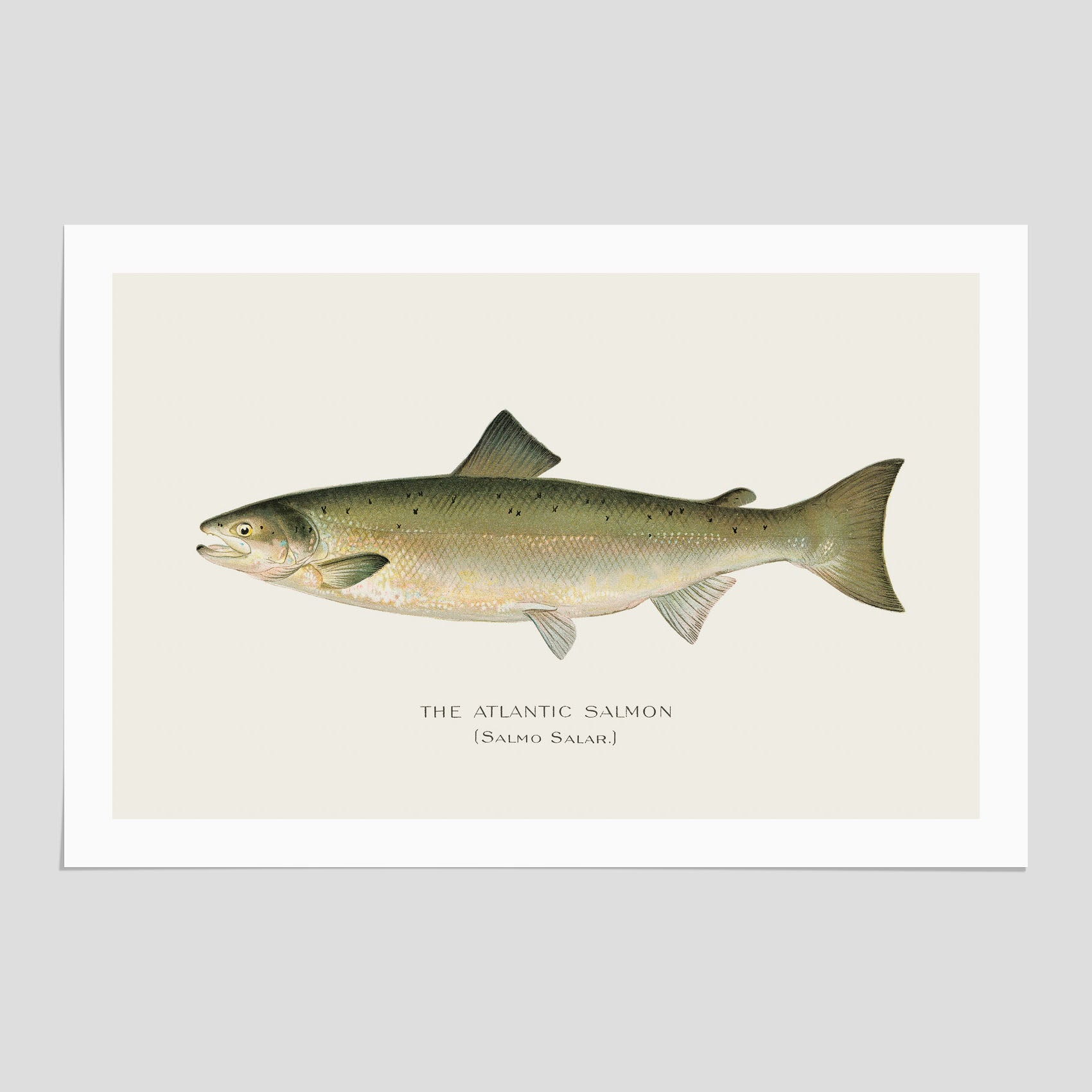 Atlantlax poster – Plansch med fisk, fiskposter, tavla med fisk