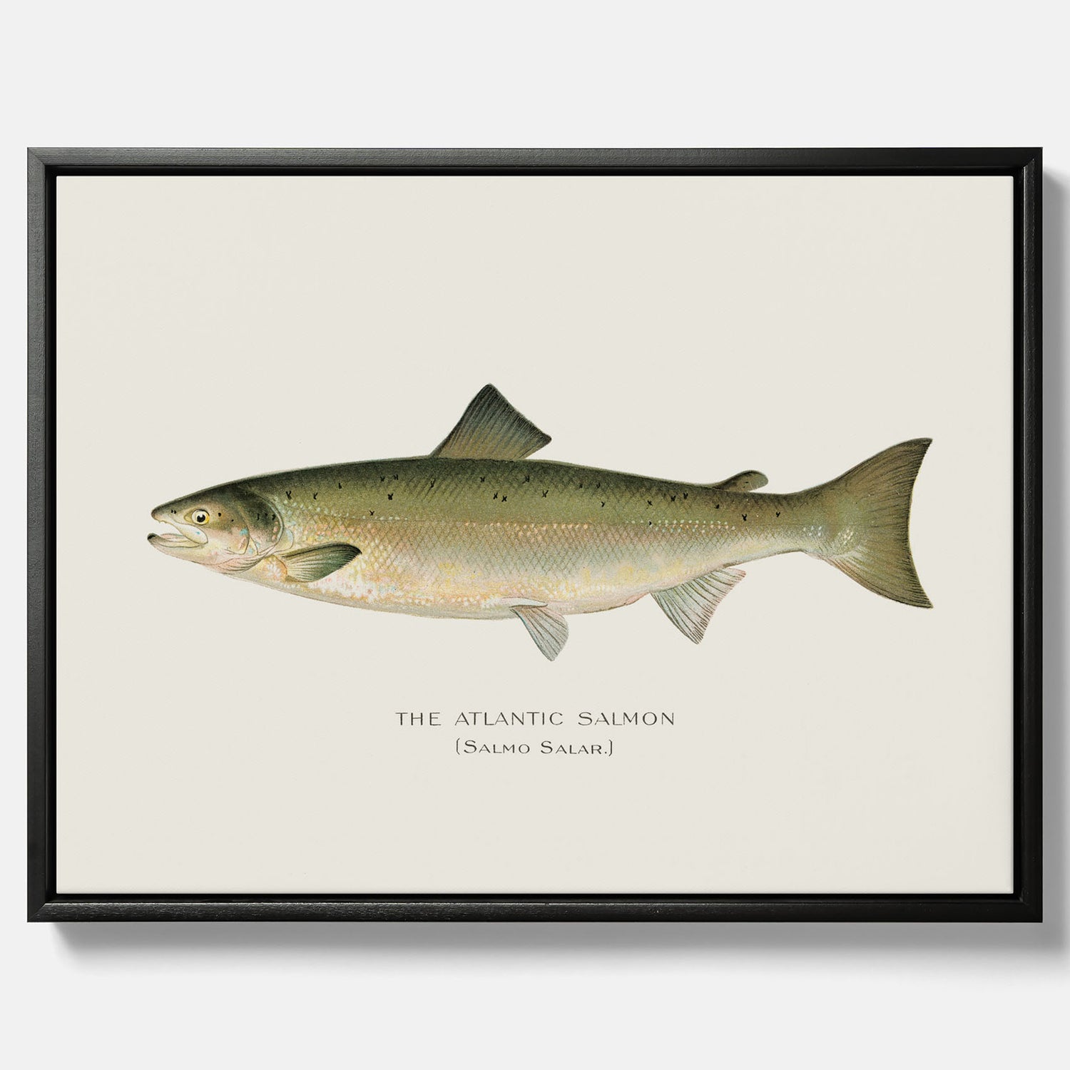 Kökstavla med Atlantlax canvas – Plansch med fisk, fiskposter, tavla med fisk, poster till kök, köksposter, tavla till kök
