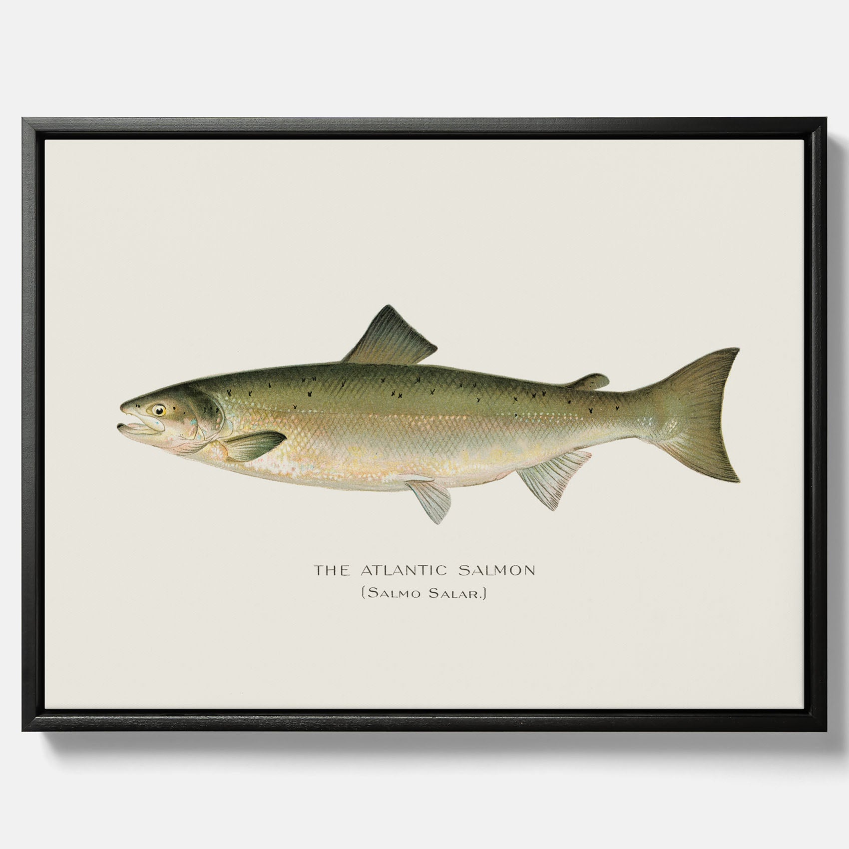 Kökstavla med Atlantlax canvas – Plansch med fisk, fiskposter, tavla med fisk, poster till kök, köksposter, tavla till kök