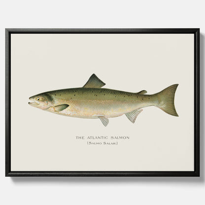 Kökstavla med Atlantlax canvas – Plansch med fisk, fiskposter, tavla med fisk, poster till kök, köksposter, tavla till kök