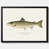 Kökstavla med Atlantlax poster – Plansch med fisk, fiskposter, tavla med fisk, poster till kök, köksposter, tavla till kök