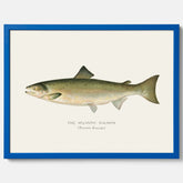 Kökstavla med Atlantlax poster – Plansch med fisk, fiskposter, tavla med fisk, poster till kök, köksposter, tavla till kök