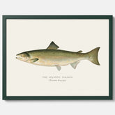 Kökstavla med Atlantlax poster – Plansch med fisk, fiskposter, tavla med fisk, poster till kök, köksposter, tavla till kök