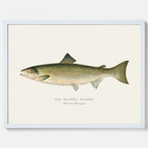 Kökstavla med Atlantlax poster – Plansch med fisk, fiskposter, tavla med fisk, poster till kök, köksposter, tavla till kök