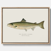 Kökstavla med Atlantlax canvas – Plansch med fisk, fiskposter, tavla med fisk, poster till kök, köksposter, tavla till kök
