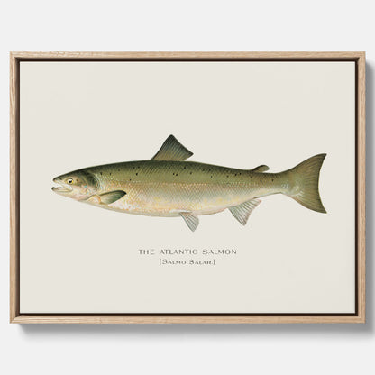 Kökstavla med Atlantlax canvas – Plansch med fisk, fiskposter, tavla med fisk, poster till kök, köksposter, tavla till kök