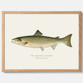 Kökstavla med Atlantlax poster – Plansch med fisk, fiskposter, tavla med fisk, poster till kök, köksposter, tavla till kök