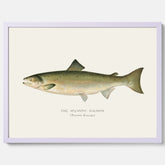 Kökstavla med Atlantlax poster – Plansch med fisk, fiskposter, tavla med fisk, poster till kök, köksposter, tavla till kök