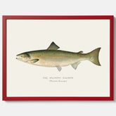 Kökstavla med Atlantlax poster – Plansch med fisk, fiskposter, tavla med fisk, poster till kök, köksposter, tavla till kök